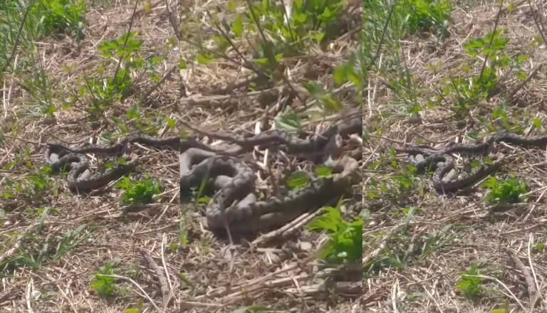 VIDEO: Poglejte, kako se na Piramidi sončijo strupenjače