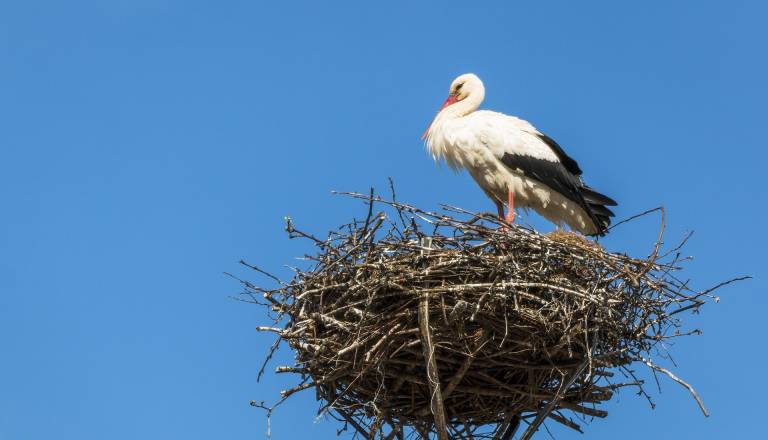 Nenavaden trend: Štorklje vse pogosteje čez zimo ostajajo v Sloveniji, številka vas bo presenetila
