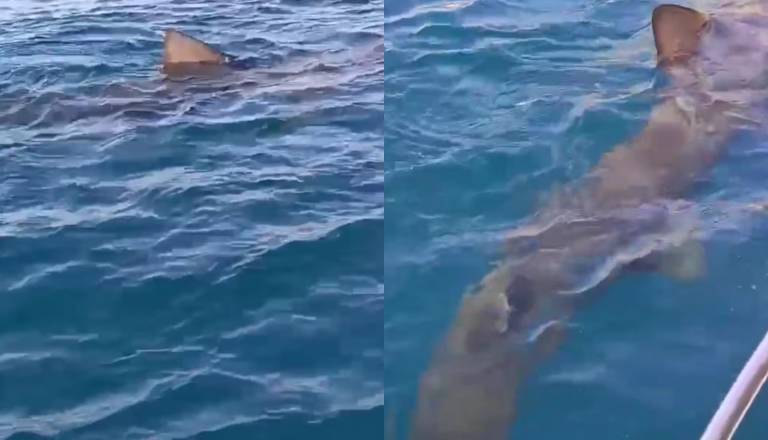 VIDEO: Iz oči v oči z velikanko: »Ob ladji se je pojavila osemmetrska kitovka, vsi smo ostali v šoku«