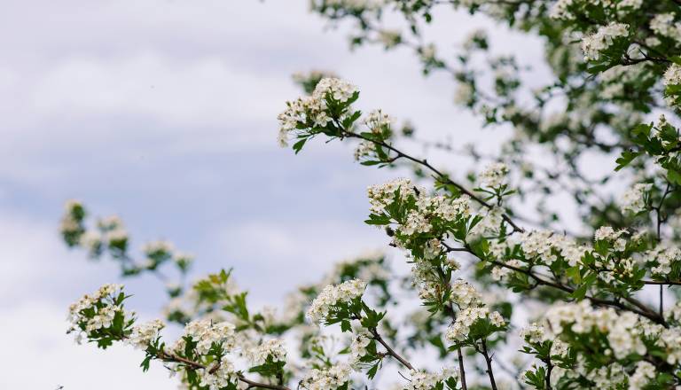 Danes do 23 stopinj, jutri že več oblakov in prve plohe