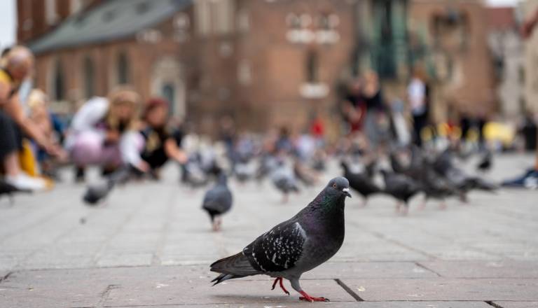 Golobi zavzeli Resljevo: Kljub prepovedi jih hranijo naprej, odgovor inšpektorata pa šokiral stanovalce