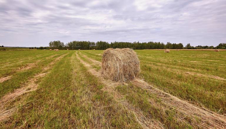 Ob kurjenju bal sena zanetil požar in končal v bolnišnici