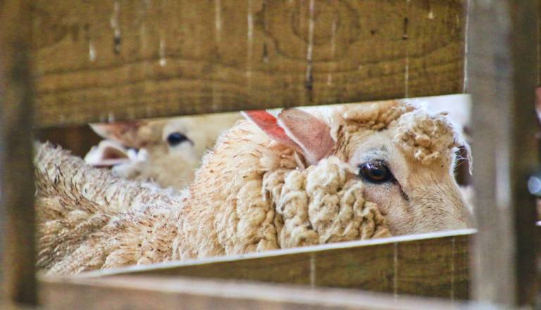 Psa na območju Malečnika pokončala ovci