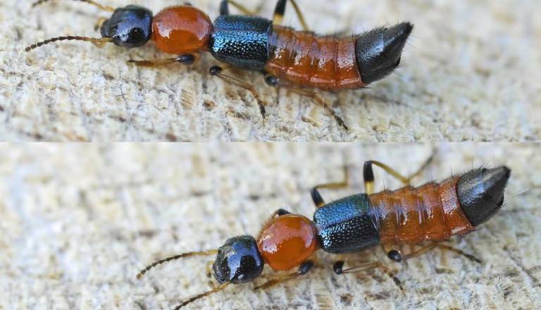Nevaren hrošček, stik lahko povzroči boleče opekline na koži