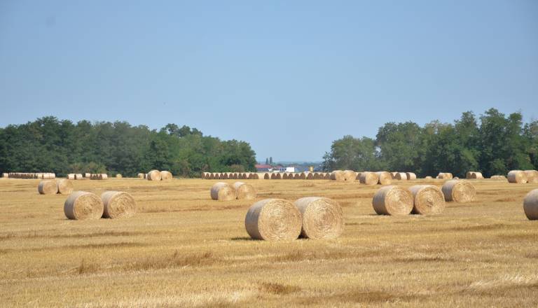 Šok na podeželju: Kmetijskih površin vse manj, kaj to pomeni za Slovenijo?