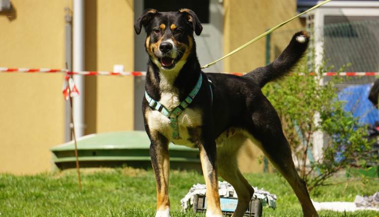 FOTO: Parada tačk v mariborskem zavetišču: To so kužki, ki čakajo na nov dom