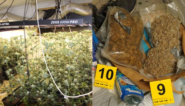 Ljubljanski policisti odkrili več kot 100 sadik konoplje in dva kilograma droge, 38-letnik pridržan