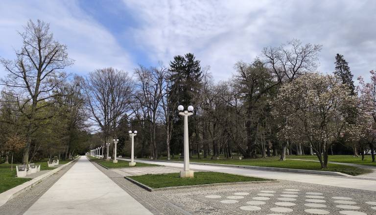 Maribor obdržal prestižni naziv in ostaja svetovno mesto dreves