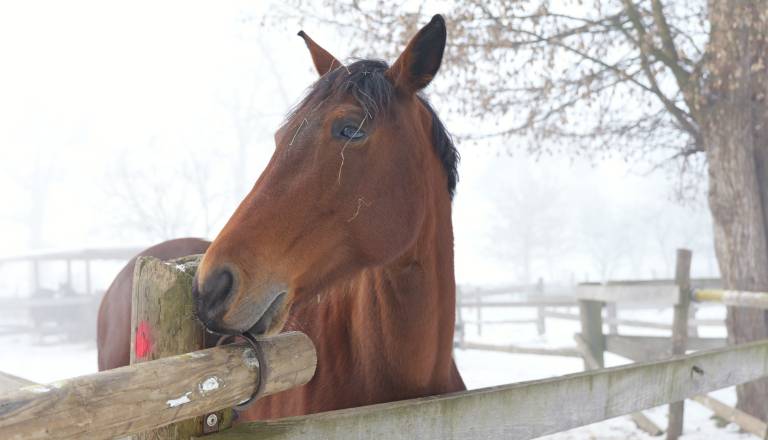 Stečaj Dvorca Rakičan: Konji, računalniki, pohištvo in gostinska oprema v začasni najem