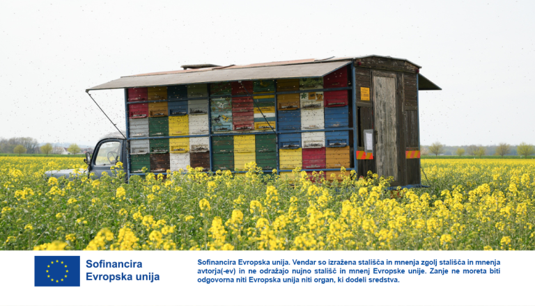 VIDEO: Brez čebel ni hrane, nova podpora za čebelarje prinaša konkretna sredstva