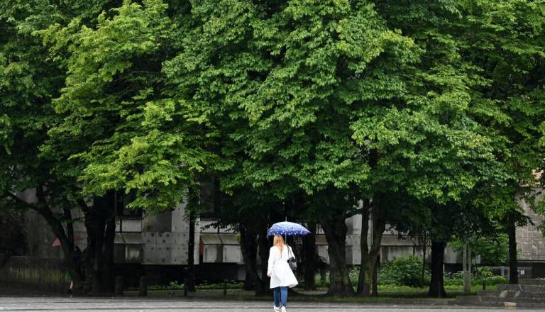 Prenova Tbilisijske ulice: Bodo nova drevesa prijaznejša za alergike?