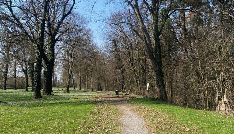 Stara in nevarna drevesa v parku Turnišče? Ptujska svetnica predlaga strokovni pregled