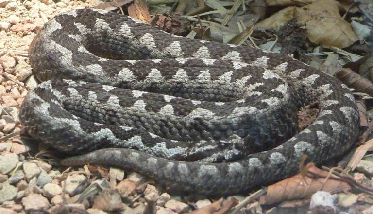 VIDEO: Posnetek modrasov z Gorenjske prestrašil splet: »Kje je to, da ne hodimo tja!?«