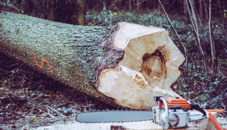 Na Štajerskem huda nesreča pri delu v gozdu, poškodovan 31-letnik