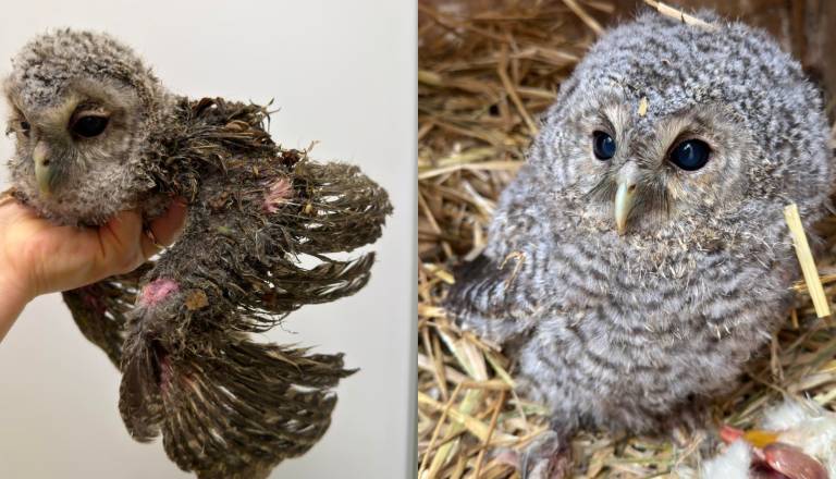 Mariborska sovica po napadu vran: Stanje se izboljšuje, a poškodbe ostajajo resne