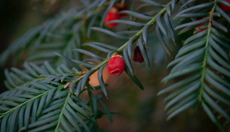 Množična zastrupitev prvošolčkov, med sprehodom zaužili strupene vršičke
