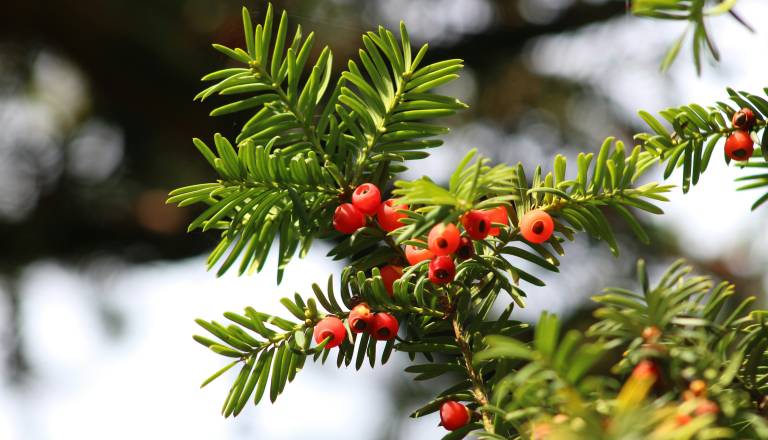 Množična zastrupitev prvošolčkov v naravi, otroci jedli vršičke strupene tise