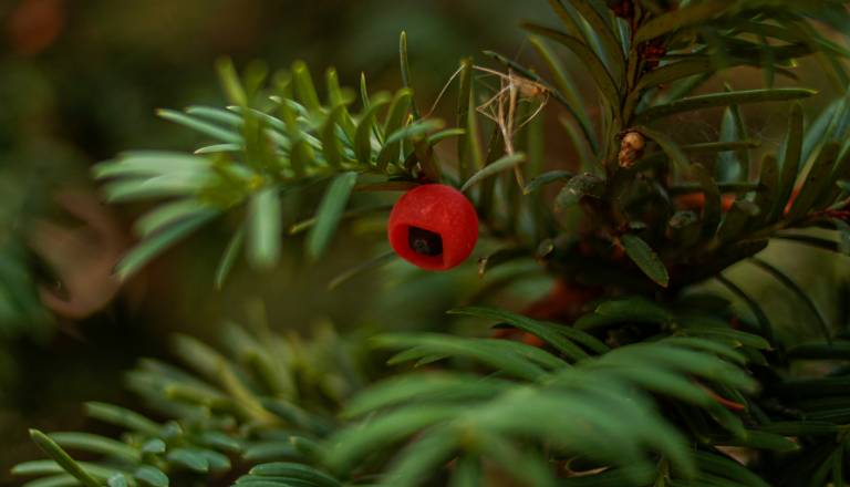 Množična zastrupitev otrok na sprehodu, zamenjali tiso za smreko