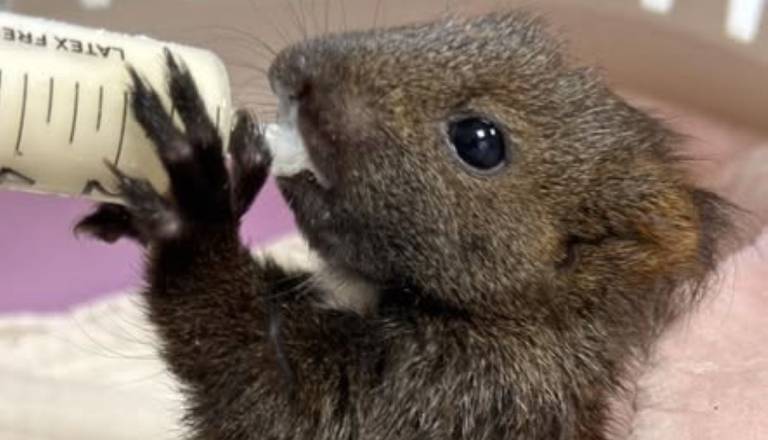 Našli so ga komaj živega pod drevesom v Črnučah: Zgodba malega veverička Zvonka 