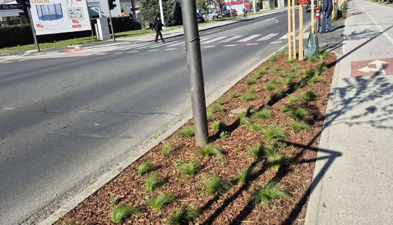 Na novo zasajene gredice v Mariboru že tarča vandalov