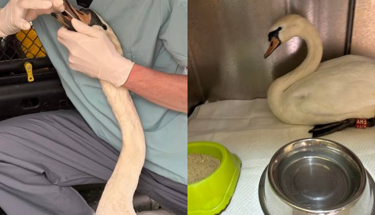 V Mariboru znova reševali labodko, v kljunu imela trnek in ribiško vrvico