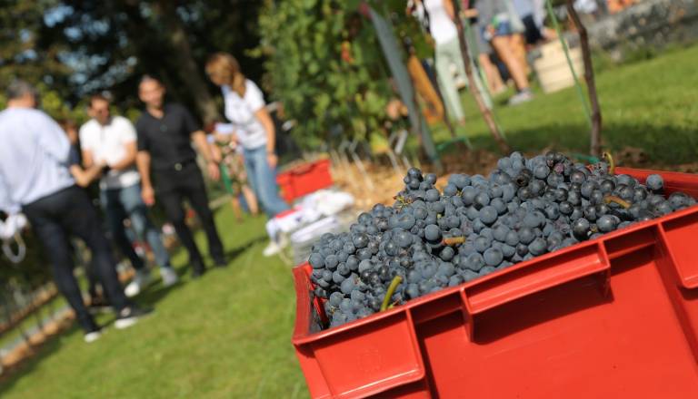 FOTO: Mali vinograd nad Ljubljano je dosegel evropsko priznanje