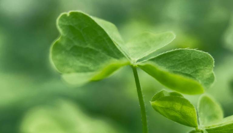 Ljubezen, denar, uspeh: Kdo bo danes v pravem času na pravem mestu?