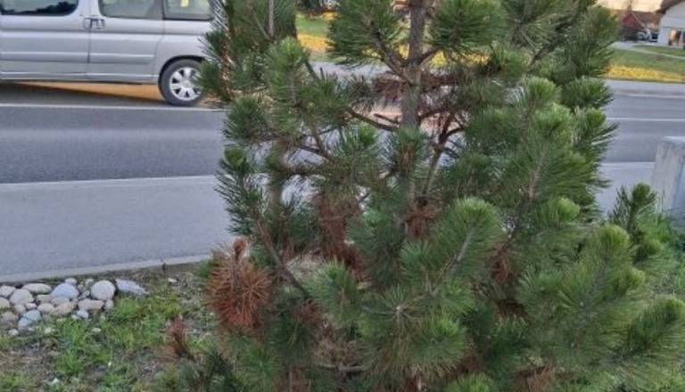 Drevesa ob Šmartinski cesti propadajo: Bo občina sploh rešila zeleno zaščito Sneberij?