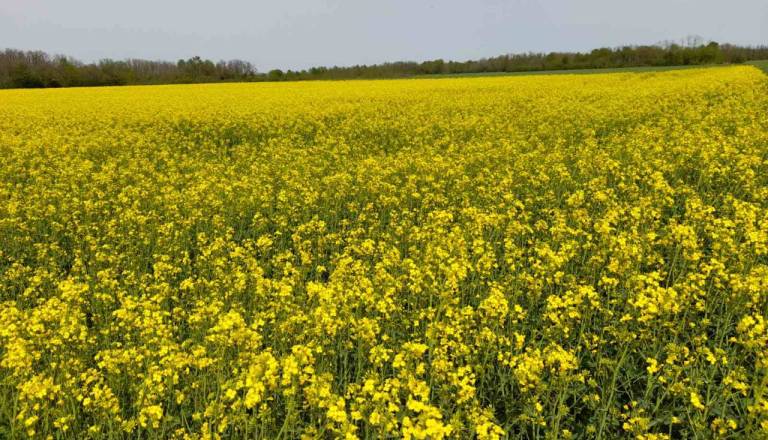 FOTO: Oljna ogrščica vse pomembnejša, rumena polja zaznamujejo pomlad