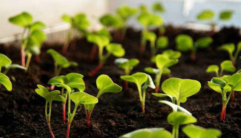 Iz prodaje umaknili to seme, če ste ga kupili, ga raje ne uporabljajte 