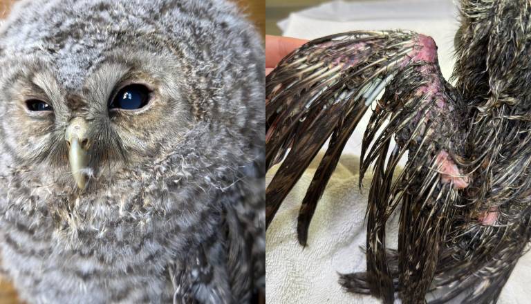 Mariborski sovici, ki so jo napadle vrane, žal ni ni uspelo: »Njeno telo je bilo preveč prizadeto«