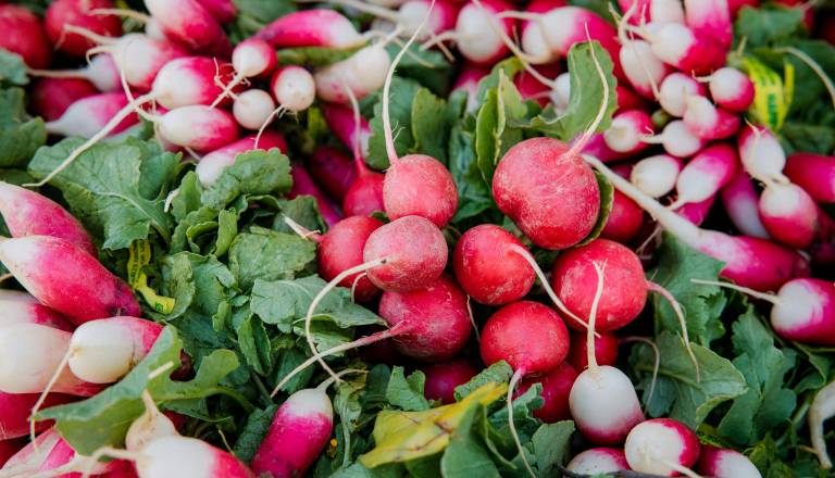 To seme redkvice za kaljenje lahko vsebuje bakterijo, takoj ga vrnite ali zavrzite