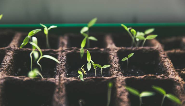 Nov dan, nov odpoklic: Če imate doma ta paketek semen, ga nikar ne uporabljajte