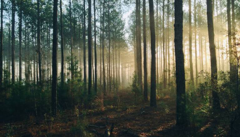 Po snegolomih in vetrolomih gozdovom na Gorenjskem grozijo še podlubniki