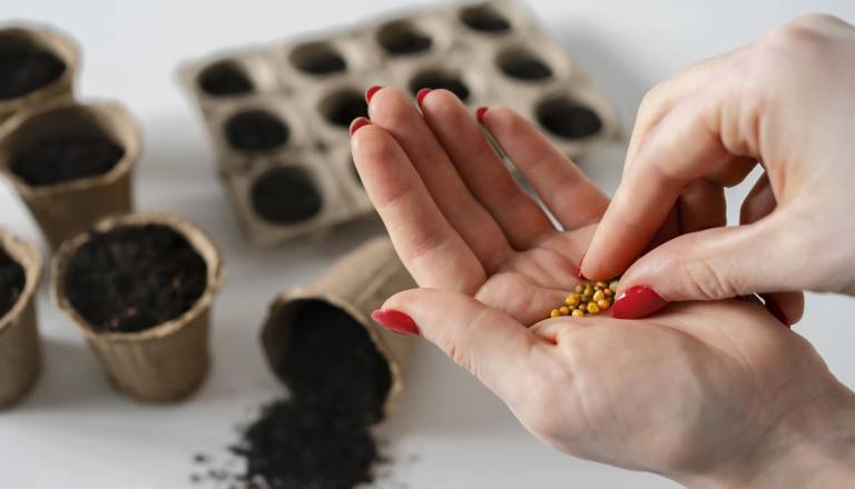 Ste kupili to seme redkvice? Takoj ga vrnite ali zavrzite, lahko vsebuje bakterijo