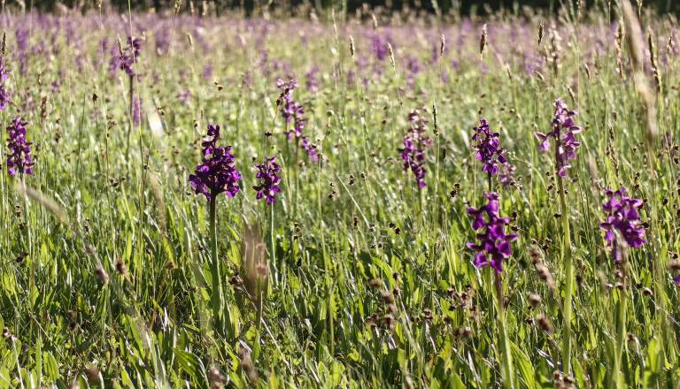 FOTO: Čarobni prizori iz Goričkega, travniki zacveteli v vijoličnih odtenkih