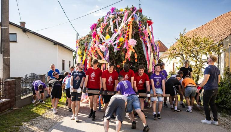 VIDEO: V Gančanih že 107 let ohranjajo tradicijo, postavili bodo že 107. Gančki majoš in pripravili zabavo