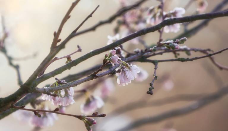 Prihaja ohladitev in padavine, konec tedna možna slana