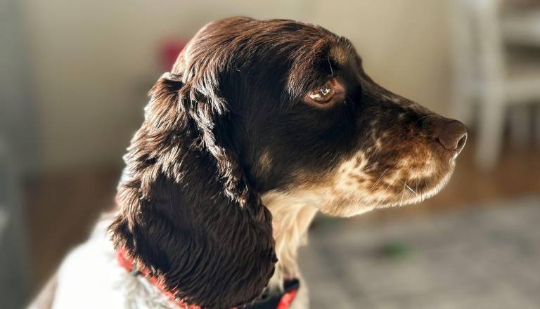 Psi vodiči opravljajo zahtevno delo, kako se pravilno obnašati v njihovi bližini?