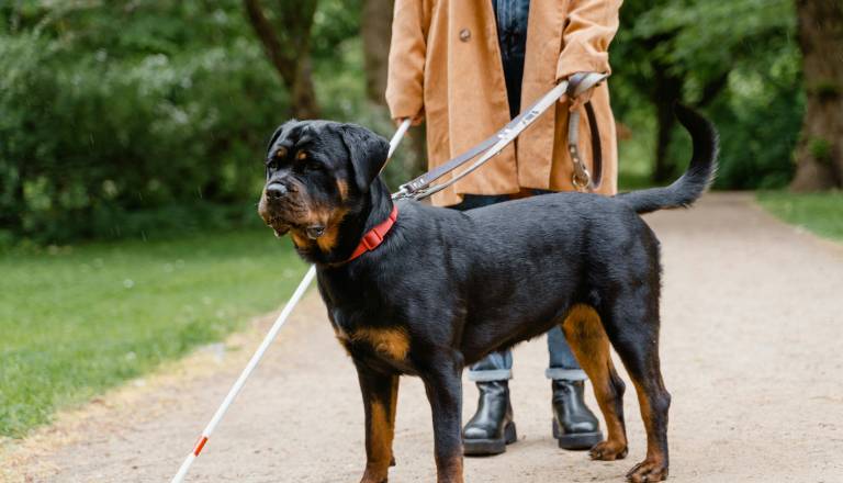 Zakaj psov vodičev ne smete motiti? Njihova naloga je zahtevnejša, kot si mislite
