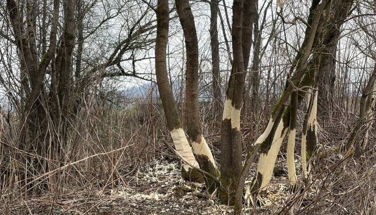 Ljubljansko barje čistijo invazivnih dreves