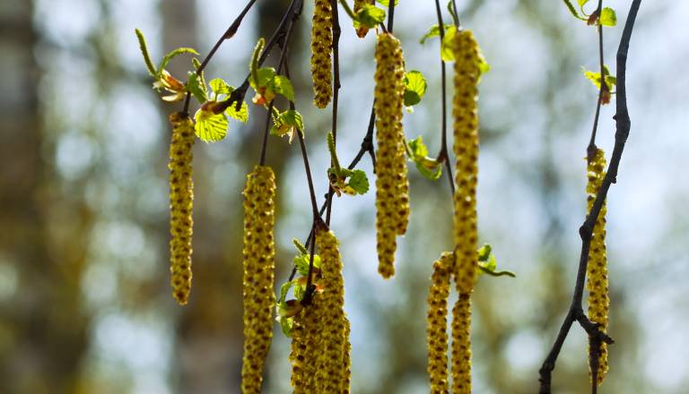 Alergiki, pozor! Sezona breze na vrhuncu, obremenitev zraka visoka