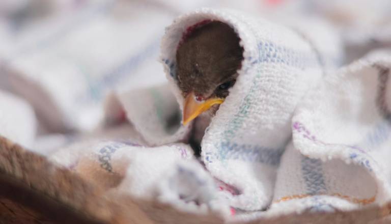 Srčen poziv veterine: iščejo prevoz iz Novega mesta v Ljubljano za poškodovanega mladička
