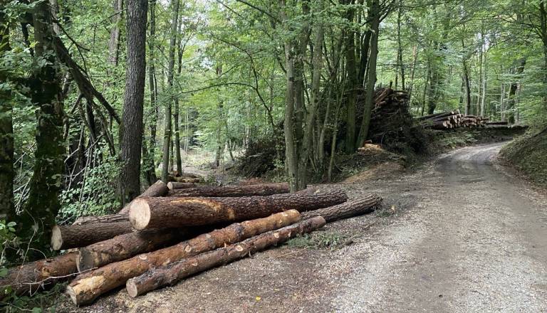 Policija o hudi nesreči na Štajerskem, znano, kaj se je zgodilo pri spravilu lesa