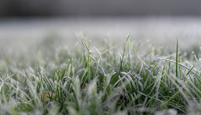 Zjutraj možna slana: Kako zaščititi vrt pred nizkimi temperaturami?