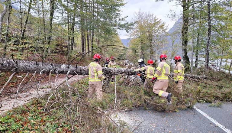 Orkanski sunki razdejali gnezda štorkelj, posledice so pretresljive