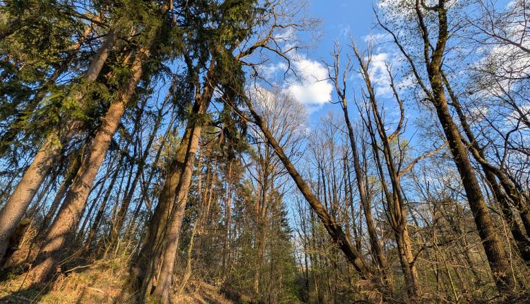 Mariborska občina po vetrolomu odsvetuje gibanje v gozdovih, obstaja velika nevarnost padanja dreves