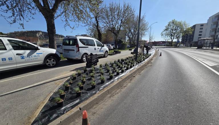 Čufarjeva ulica v Mariboru zacvetela, posadili 43 novih okrasnih češenj