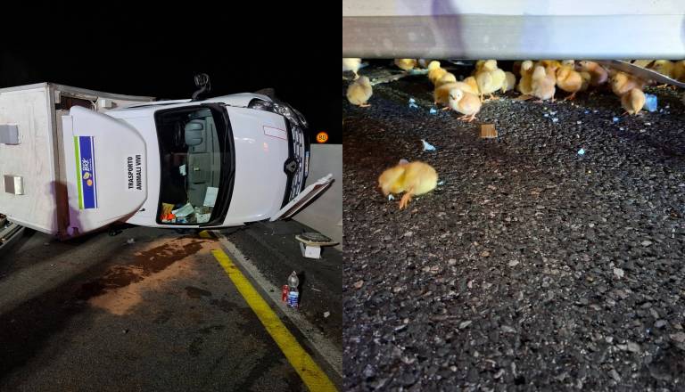 FOTO: Nesreča na štajerski avtocesti, prevrnil se je tovornjak s piščanci