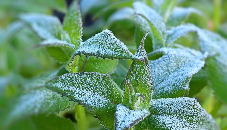 Ohladilo se bo, možna tudi slana